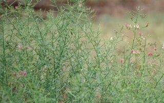 Camethorn plant