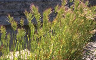 Red Brome plant