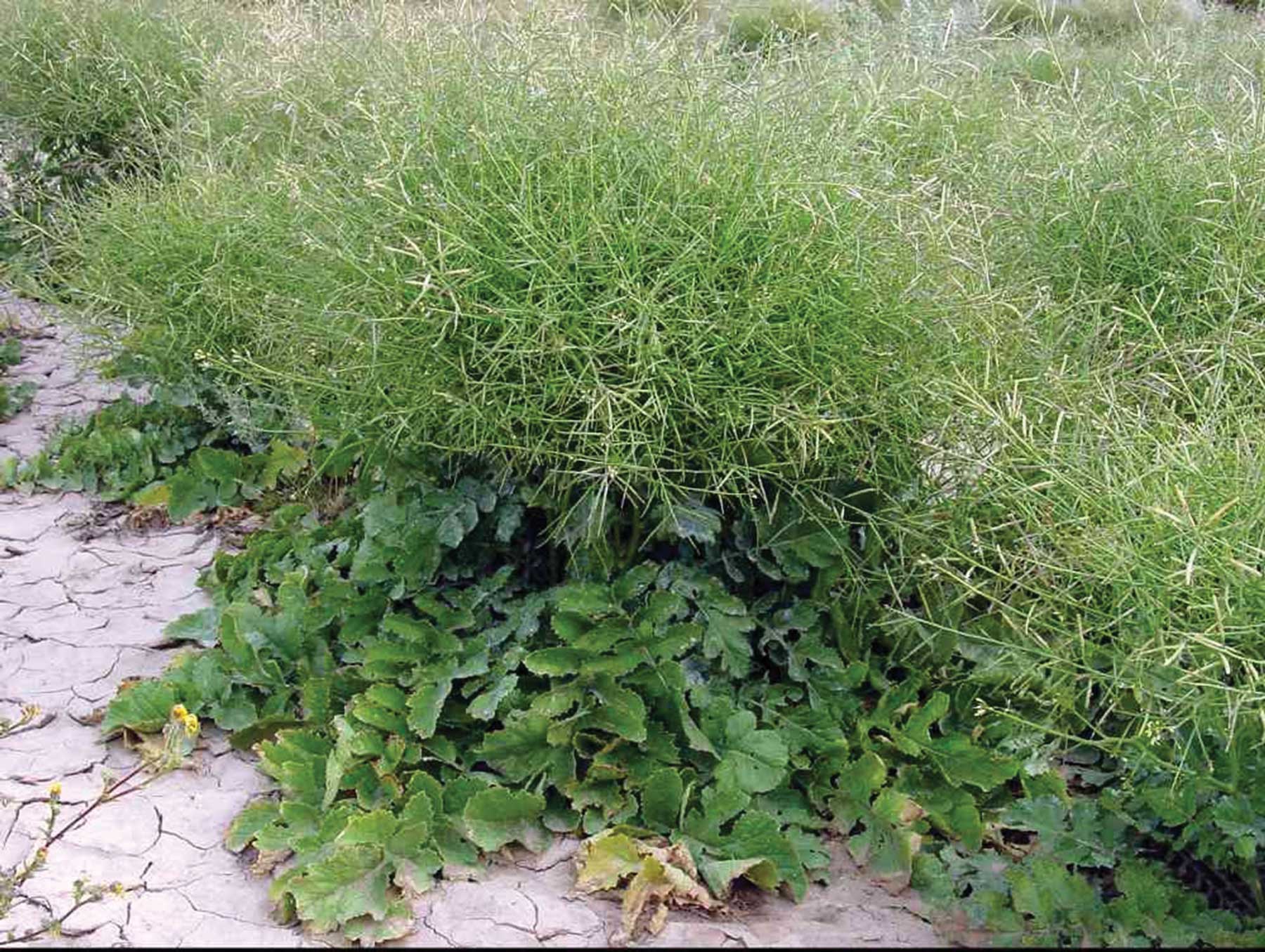 Sahara Mustard (brassica tournefortii) a bushy Sahara Mustard plant