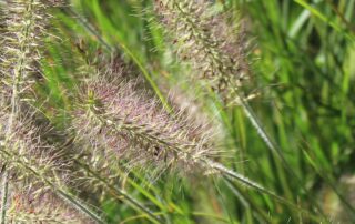 close-up of Buffelgrass plant