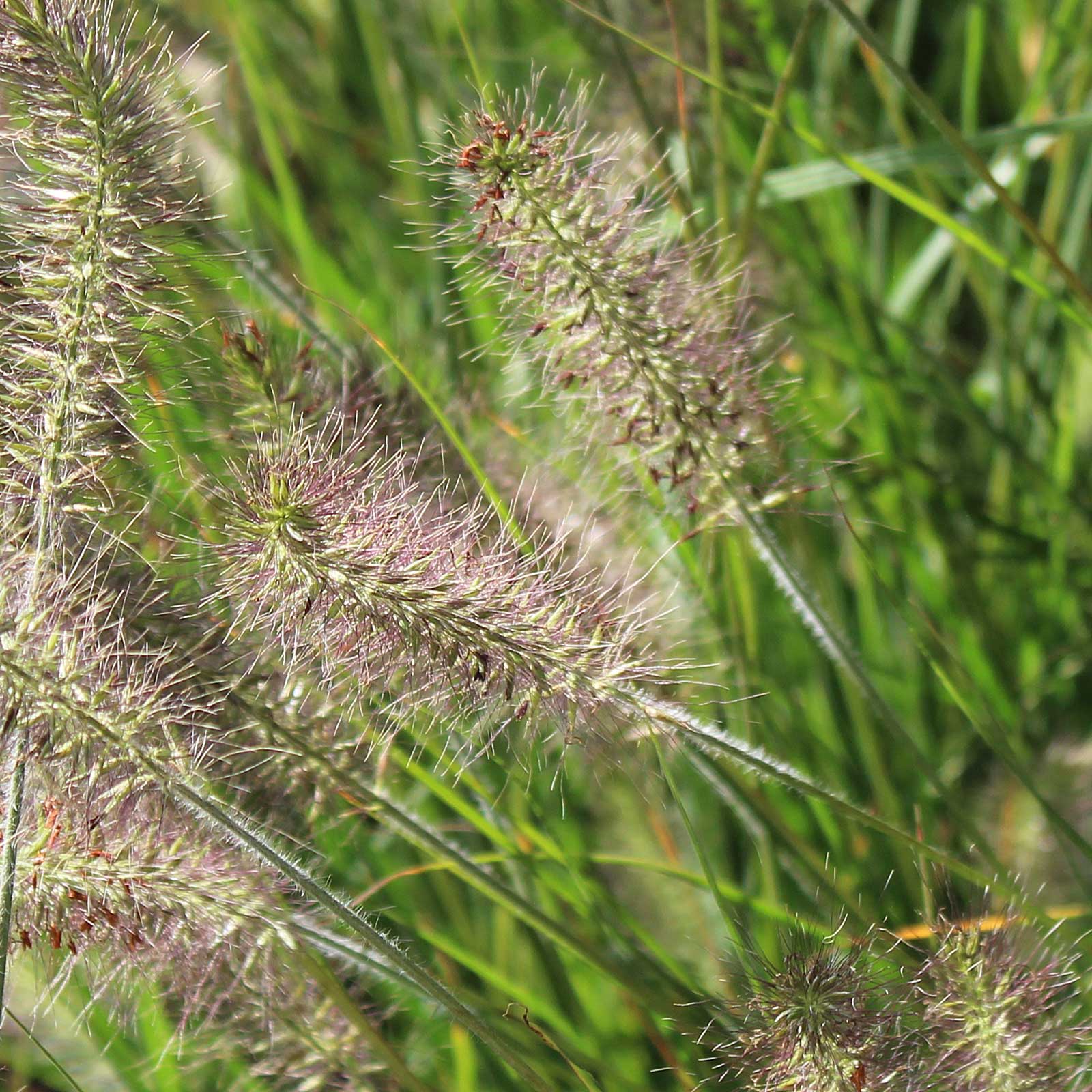 close-up of Buffelgrass plant