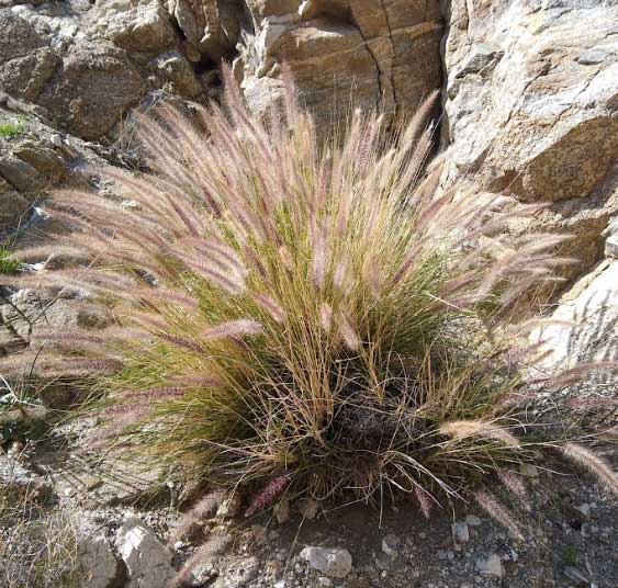 Fountain Grass plant