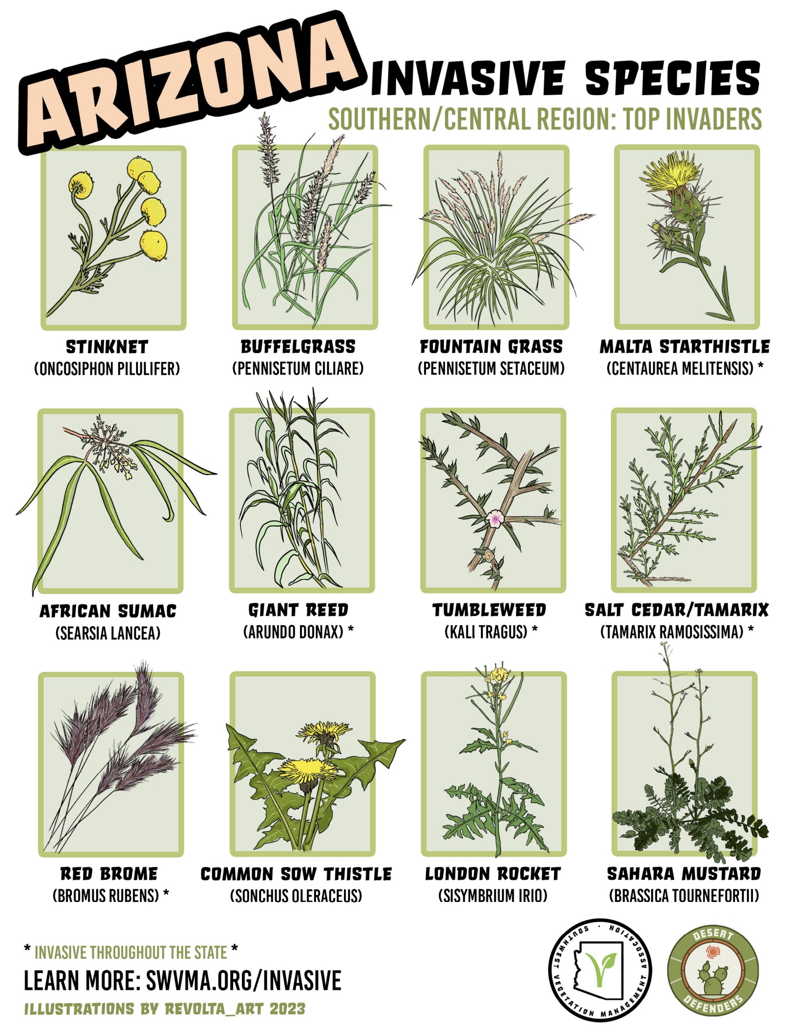 Arizona Invasive Species poster with 9 drawings of plants