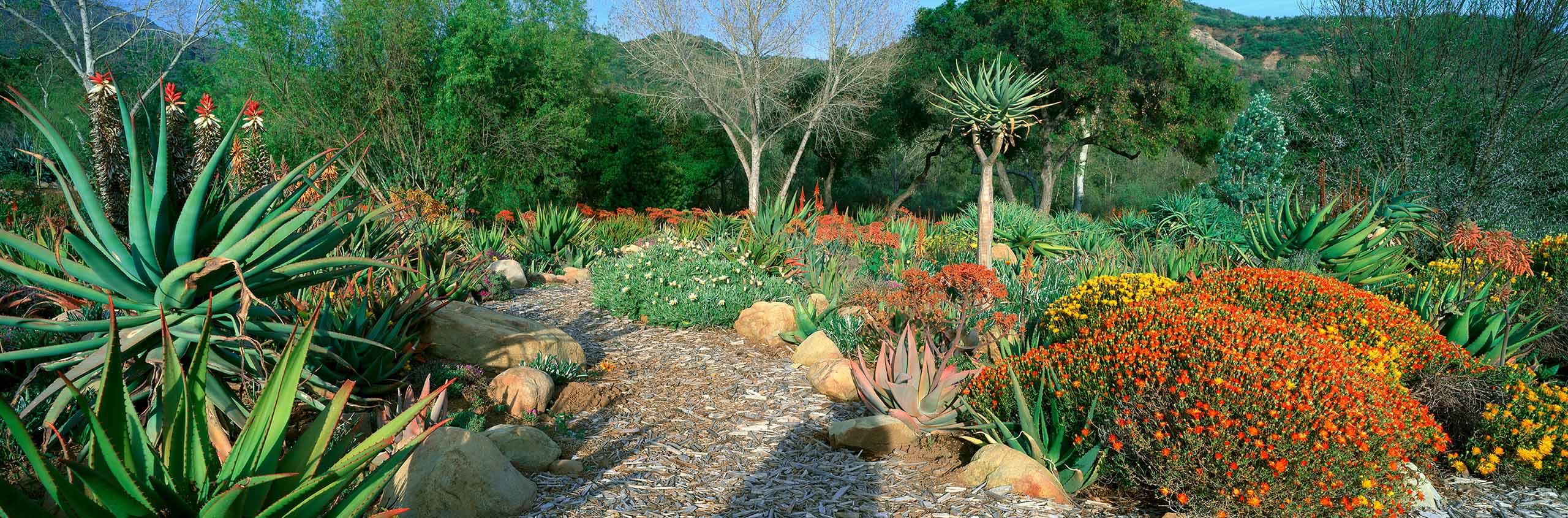 outdoor shot of colorful desert plants and trees