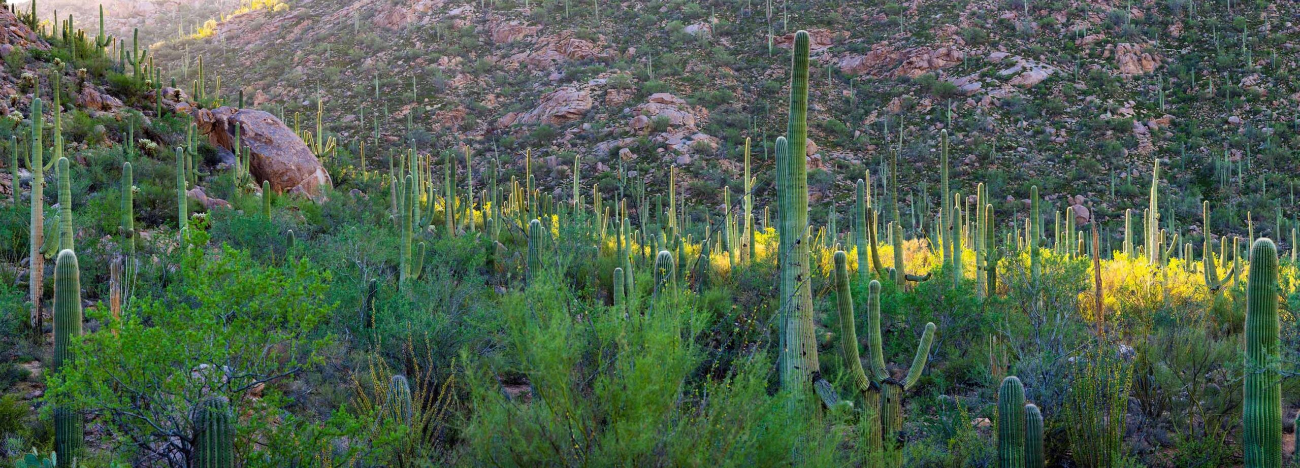 mountainside field of cactus and desert plants