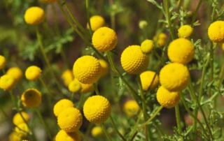 closeup photo of Stinknet plants