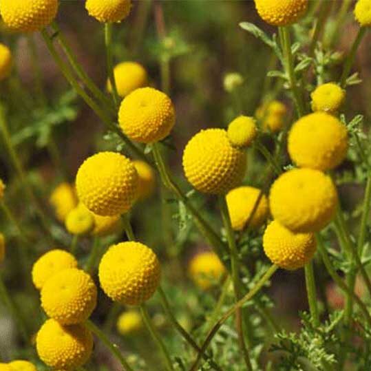 closeup photo of Stinknet plants