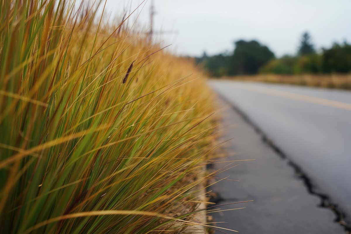 Yellow Bluestem Grass-8608 Dry herbaceous plant with thin blades borders pavement on cloudy day.