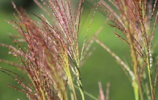 closeup of Yellow Bluestem Grass_0178