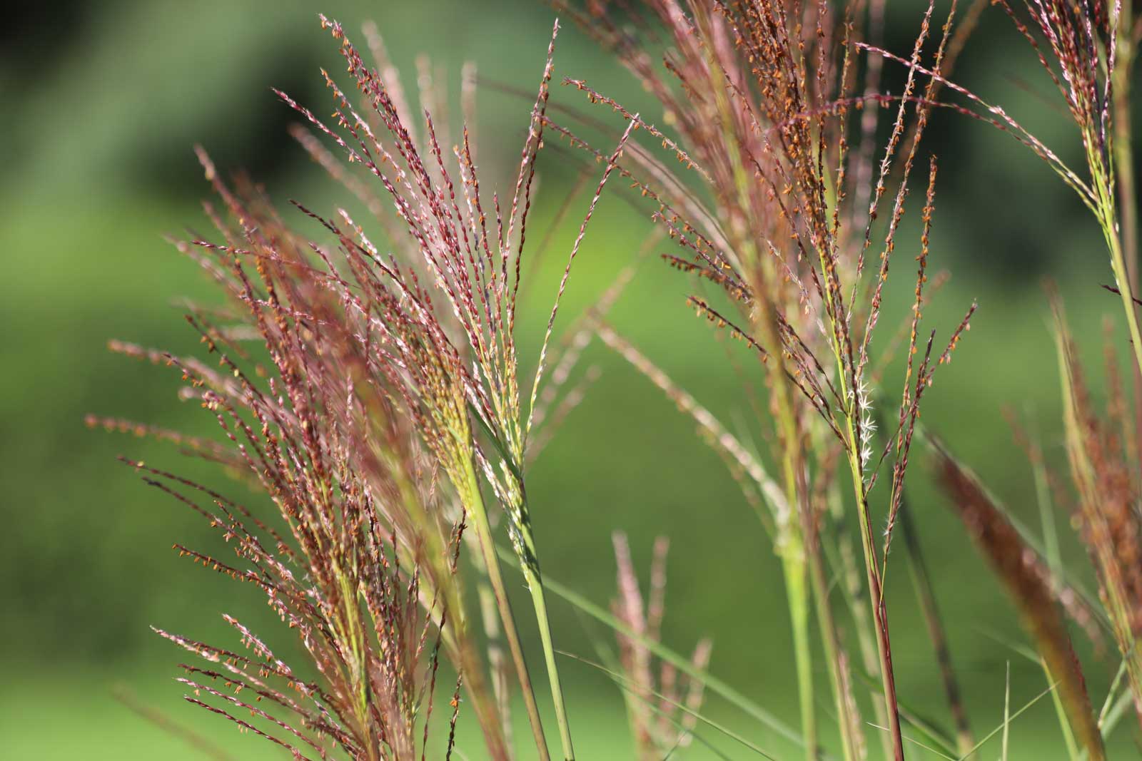 closeup of Yellow Bluestem Grass_0178