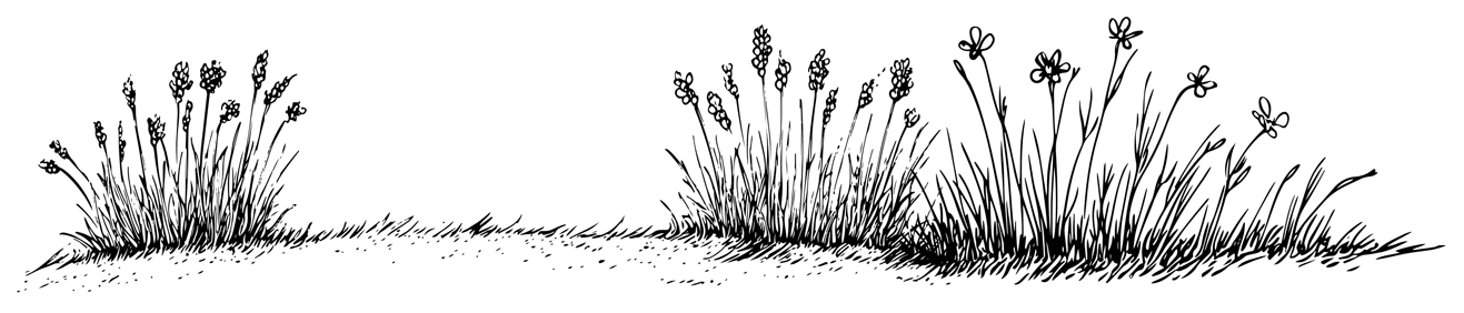 Black and white illustration of grassy clumps and wildflowers growing on uneven ground.
