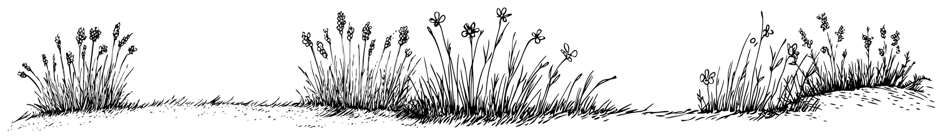Black and white illustration of grassy clumps and wildflowers growing on uneven ground.