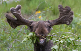 headshot of a moose chewing a leafy branch surrounded by leaves