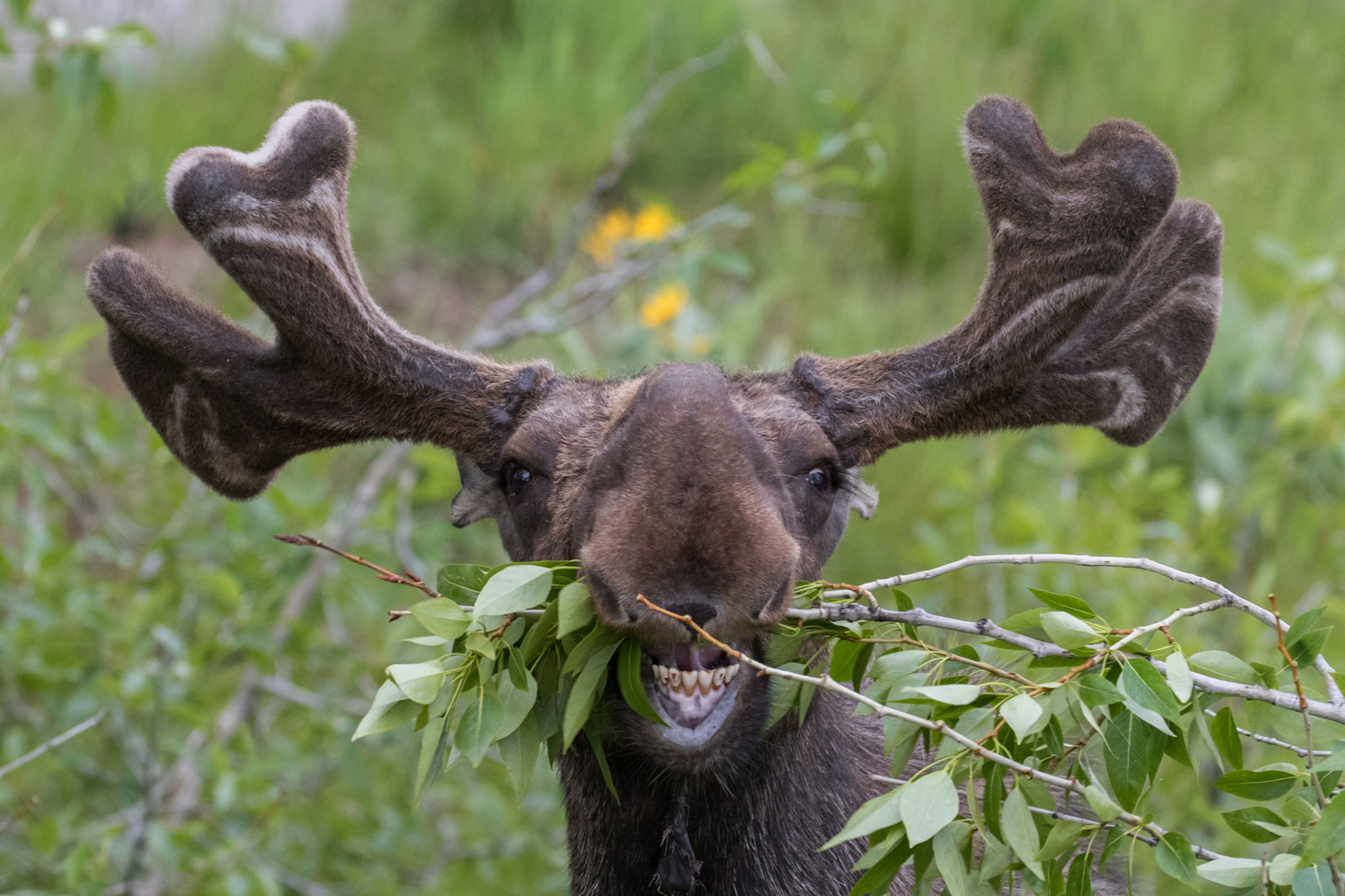 headshot of a moose chewing a leafy branch surrounded by leaves