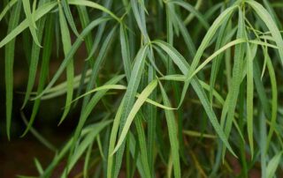 long slender leaves of the African Sumac plant