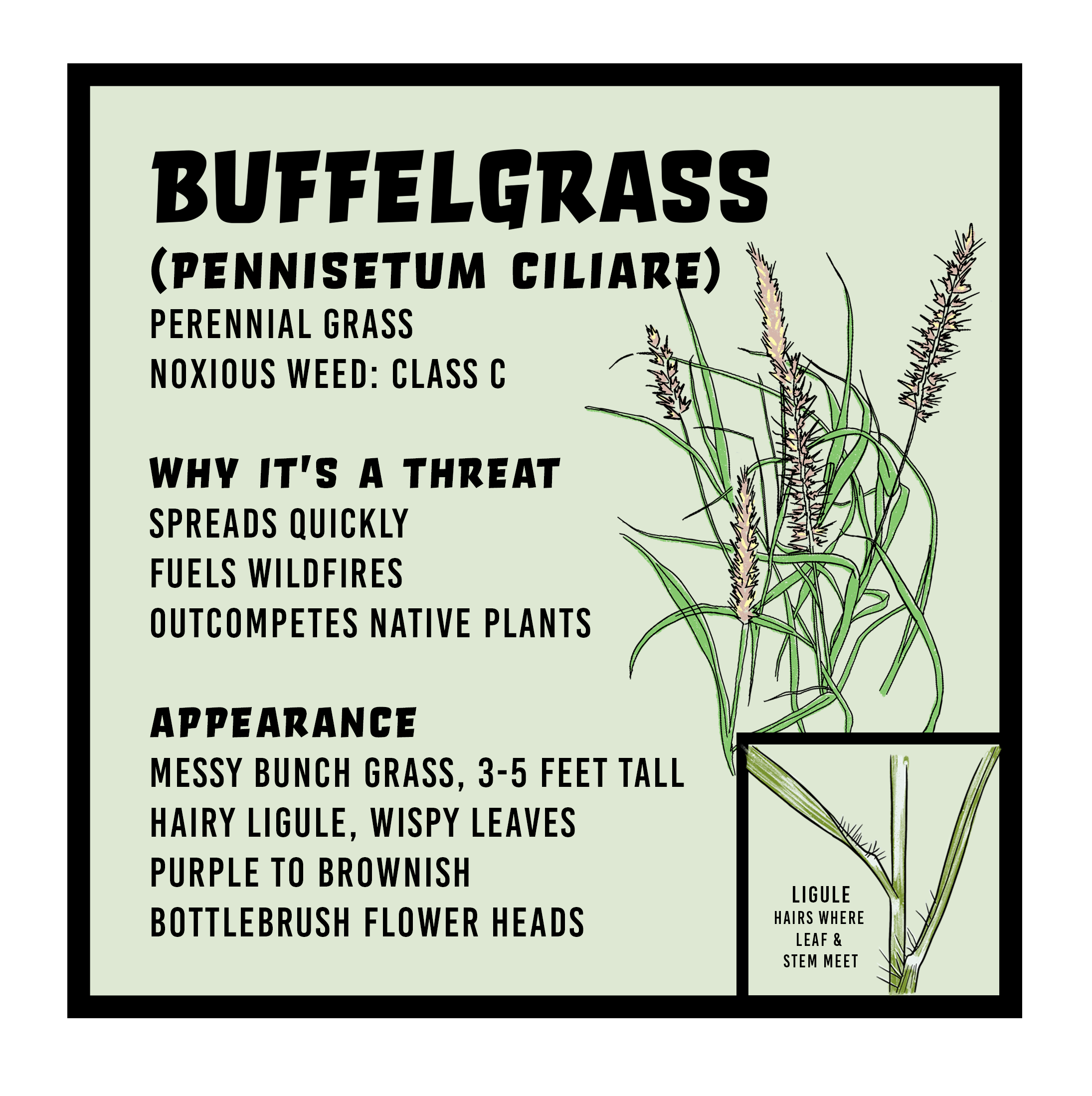 SQUARE2_Buffelgrass