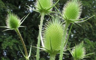 Fuller's Teasel
