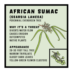 African Sumac infographic