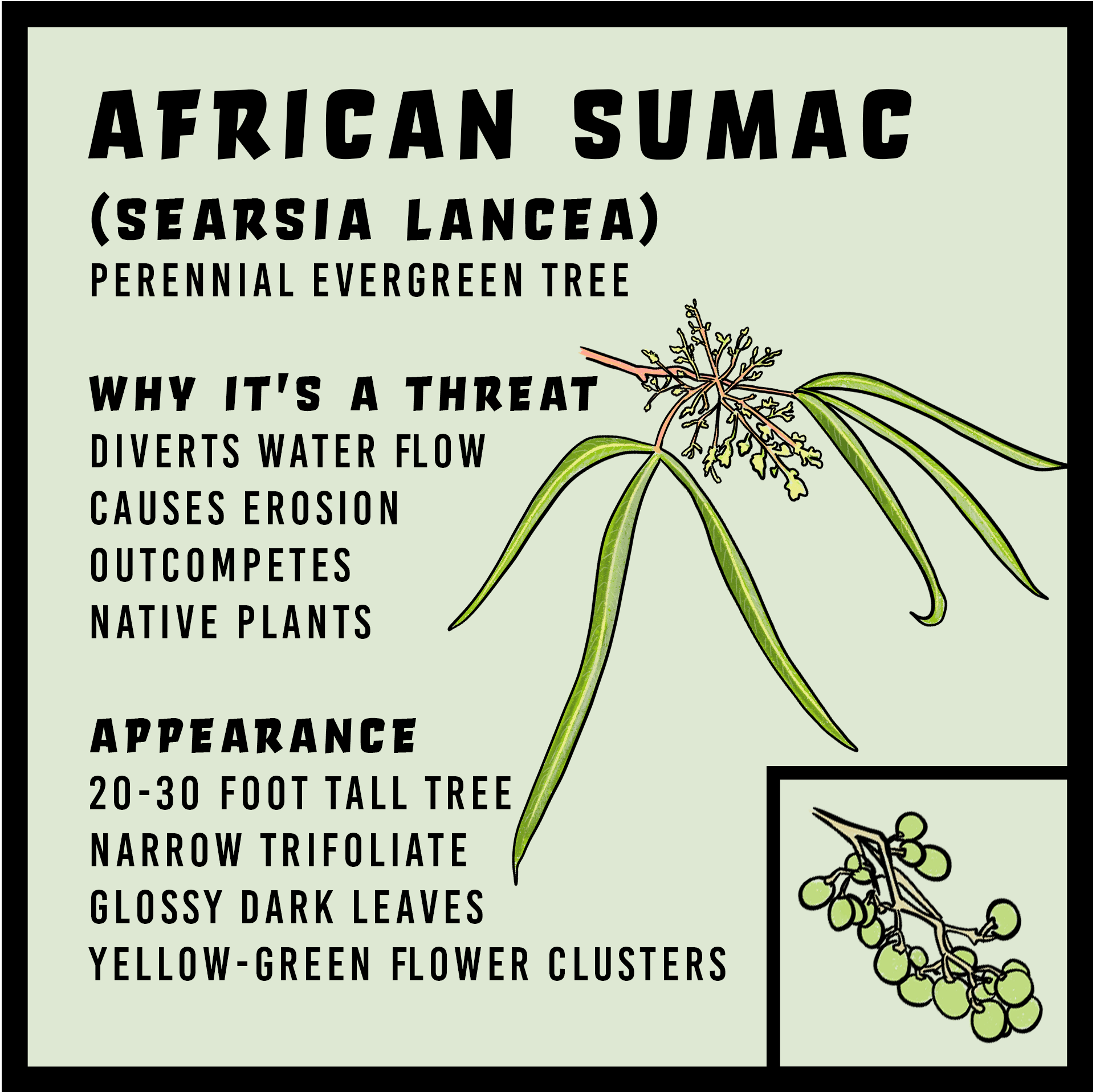 African Sumac African Sumac infographic