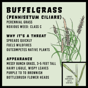 Buffelgrass infographic