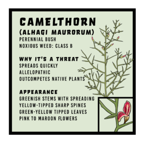 Camelthrorn infographic 