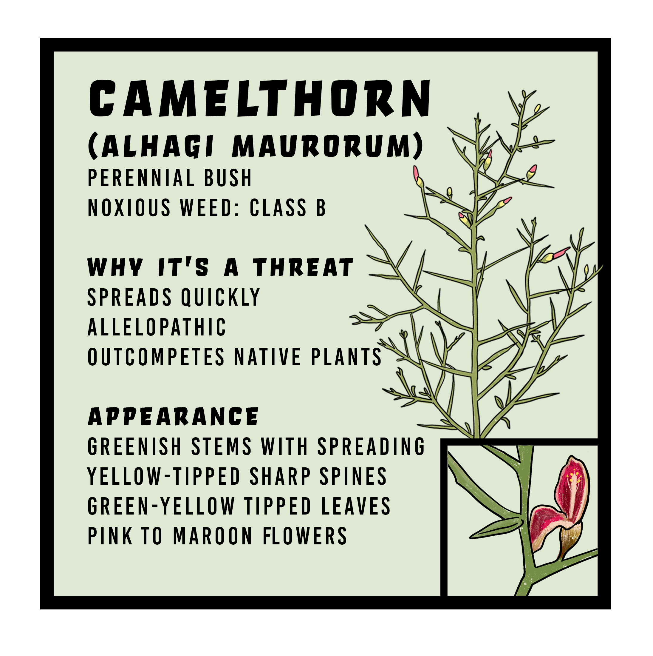 Camelthorn swvma