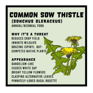 Common Sow Thistle Infographic