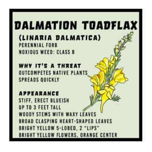 Dalmation toadflax