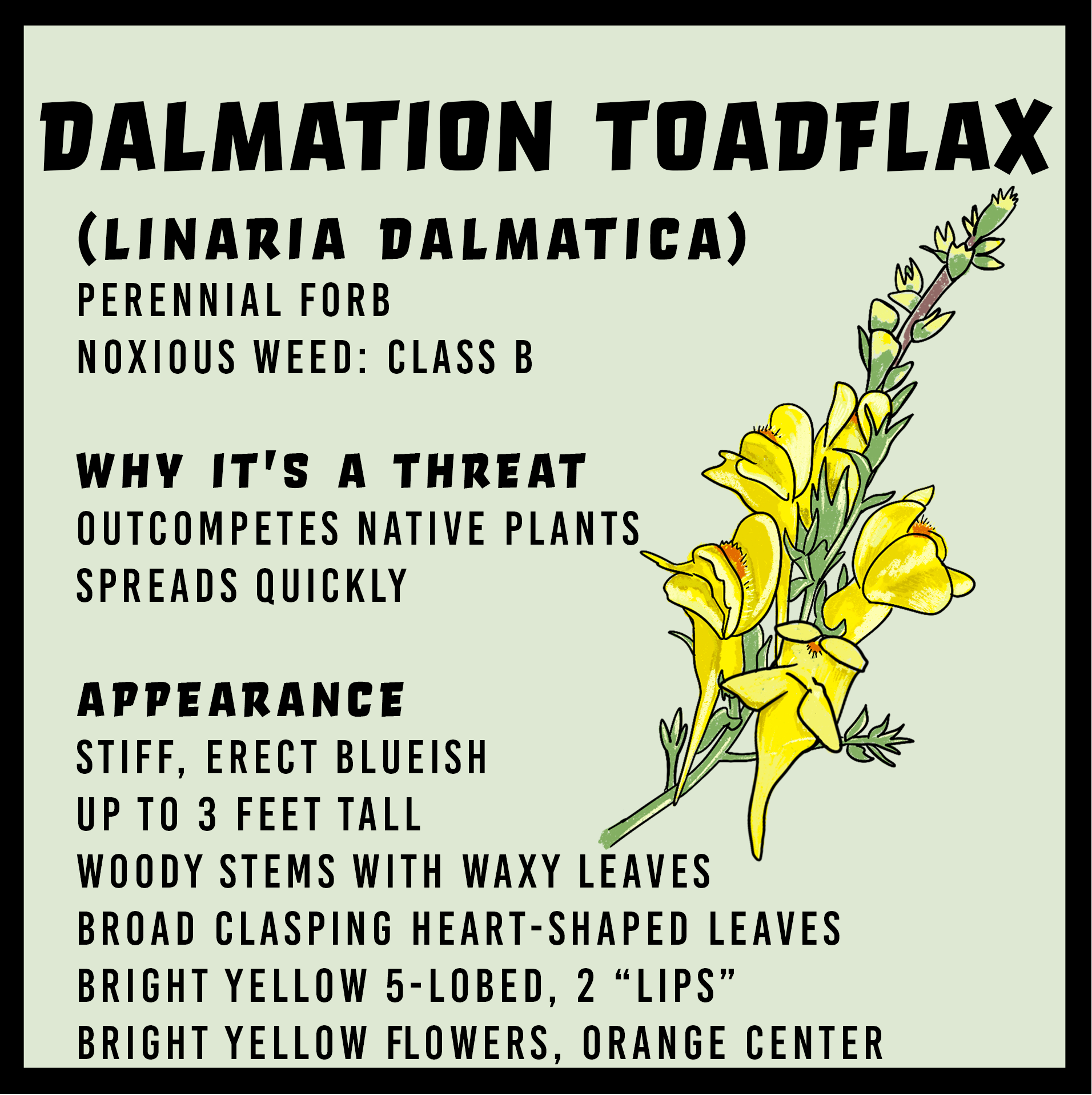 Dalmation Toadflax Dalmation toadflax