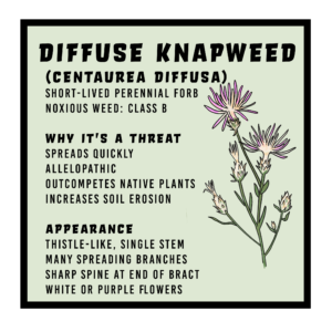 Diffuse Knapweed (Centaurea diffusa) 