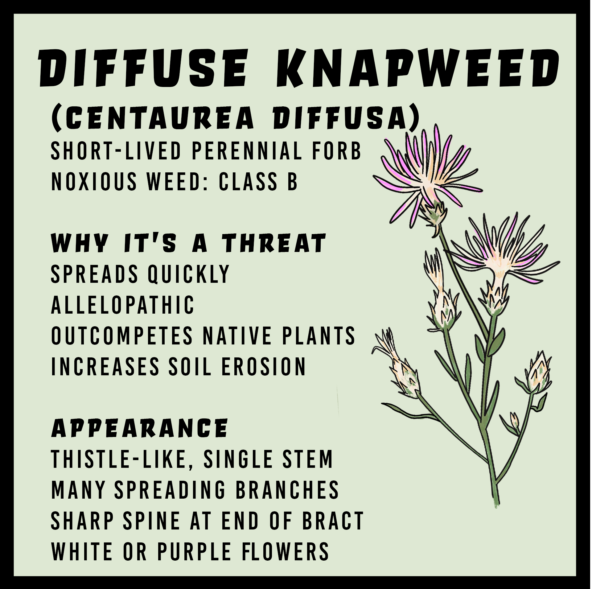 Diffuse Knapweed (Centaurea diffusa)