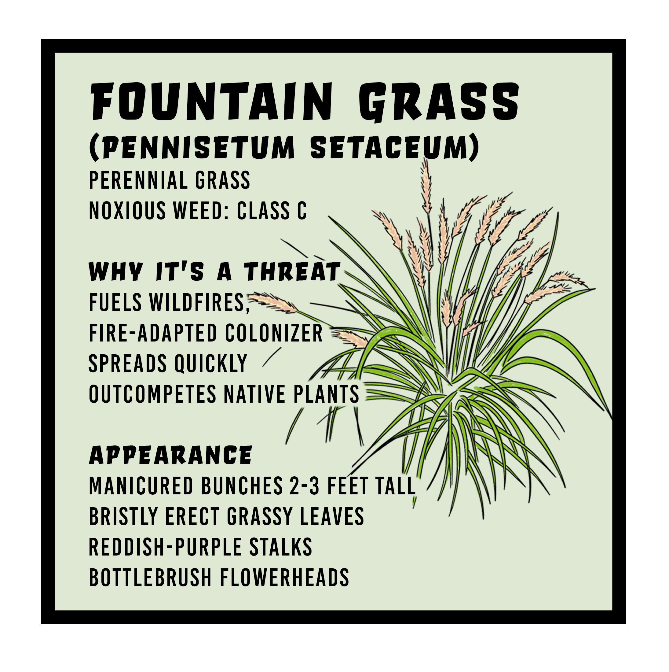 Fountain Grass infographic 