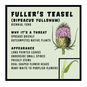 Fullers Teasel (Dipsacus fullonum)