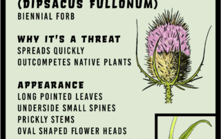 Fullers Teasel (Dipsacus fullonum)