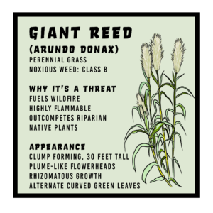 Giant Reed Infographic