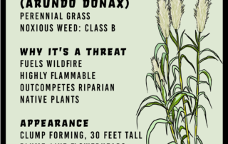 Giant Reed Infographic
