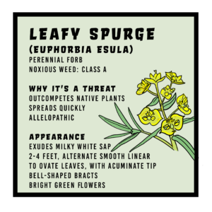 Leafy spurge infographic 