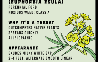 Leafy spurge infographic