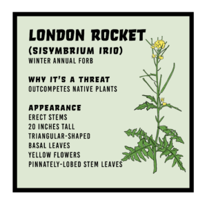 London Rocket infographic 