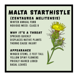 Malta Starthistle