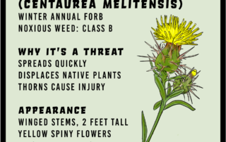 Malta Starthistle