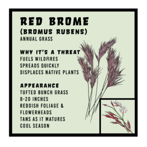 Red Brome infographic 