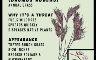 Red Brome infographic