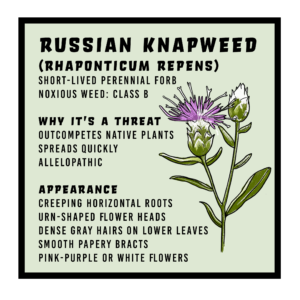 Russian Knapweed infographic 