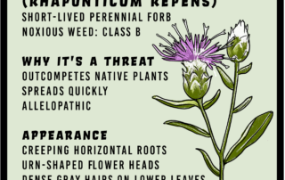 Russian Knapweed infographic