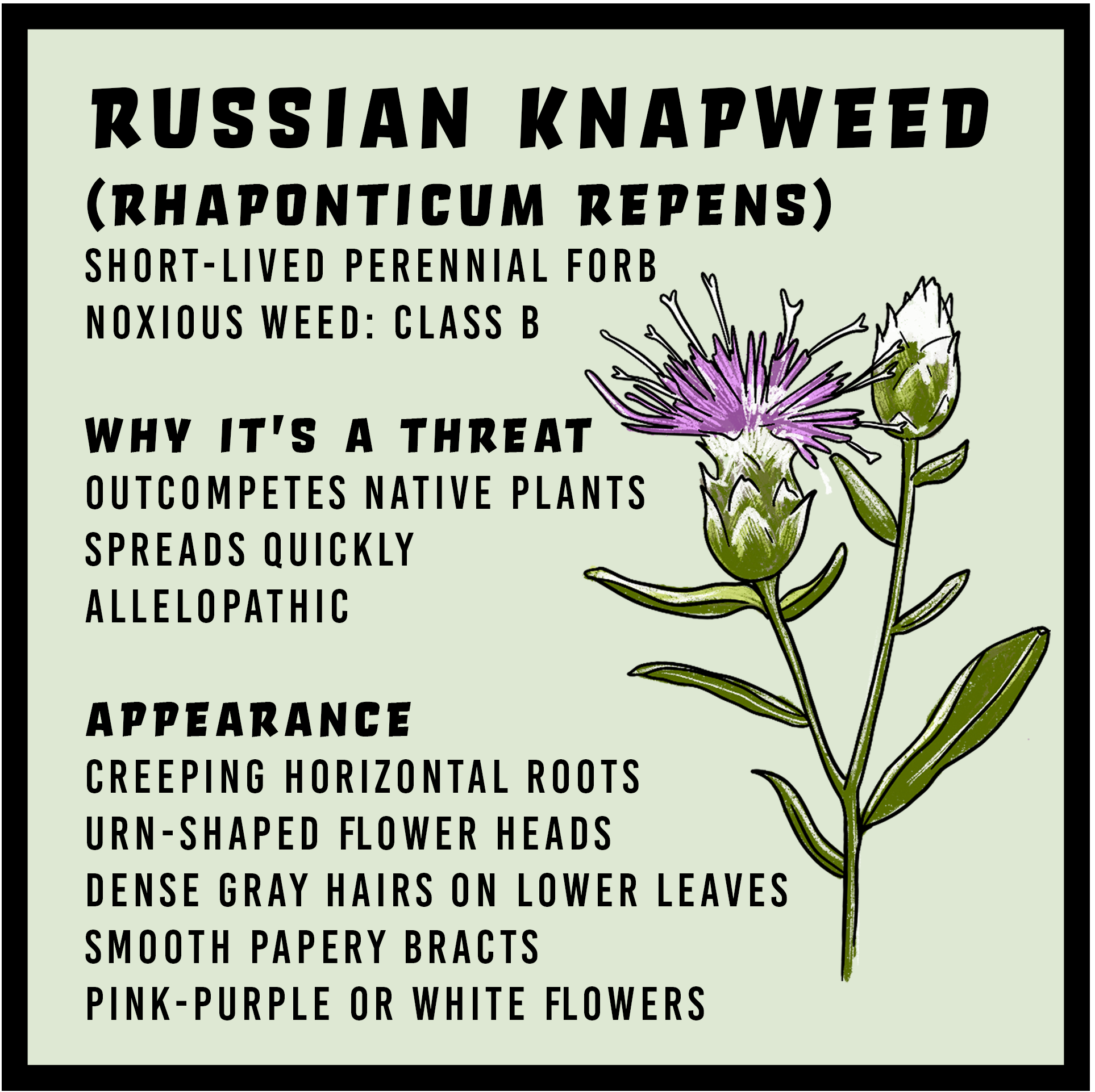 Russian Knapweed infographic