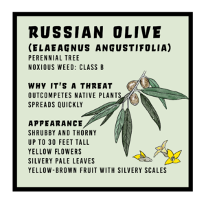 Russian Olive infographic 