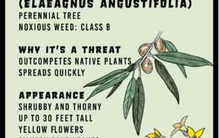 Russian Olive infographic