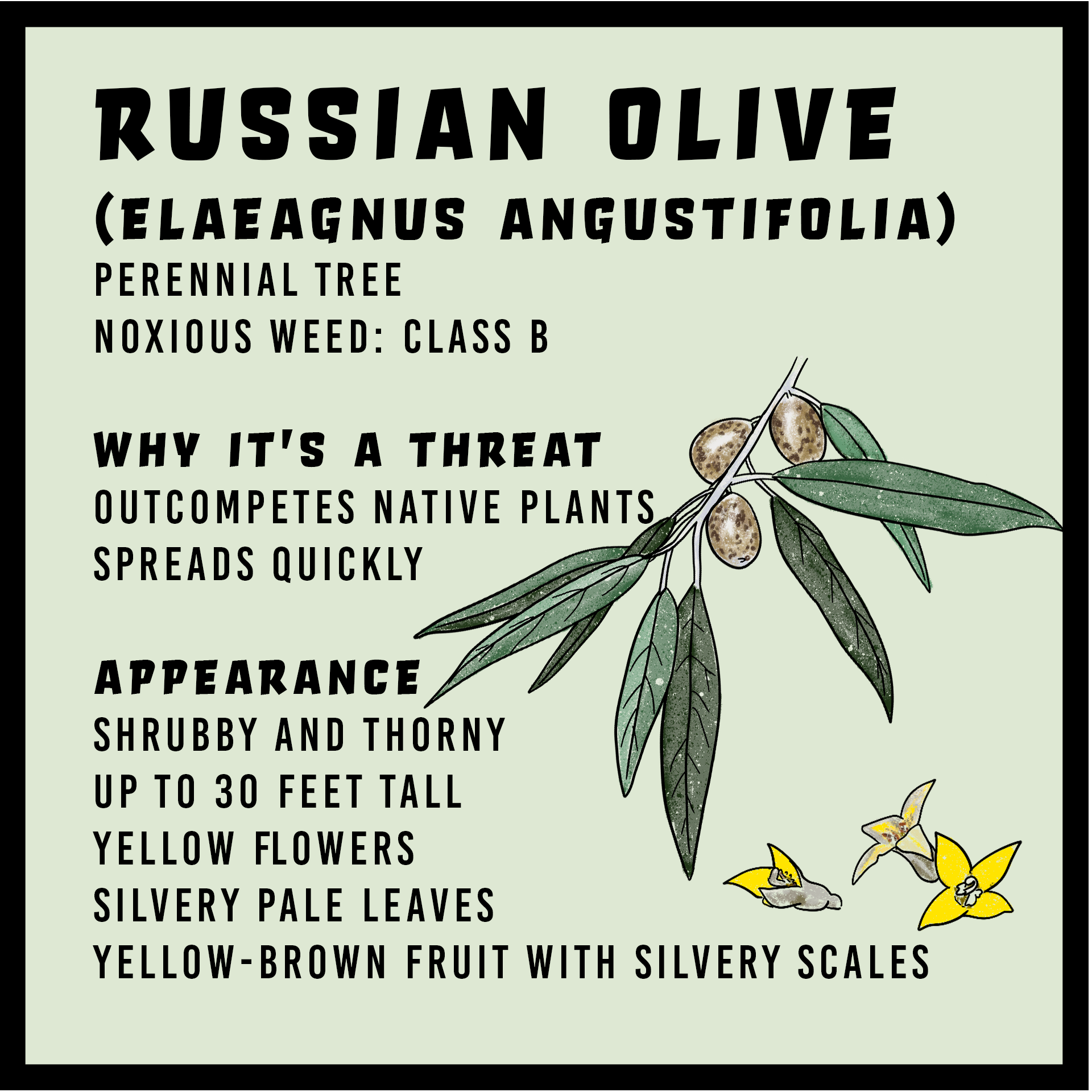 Russian Olive infographic