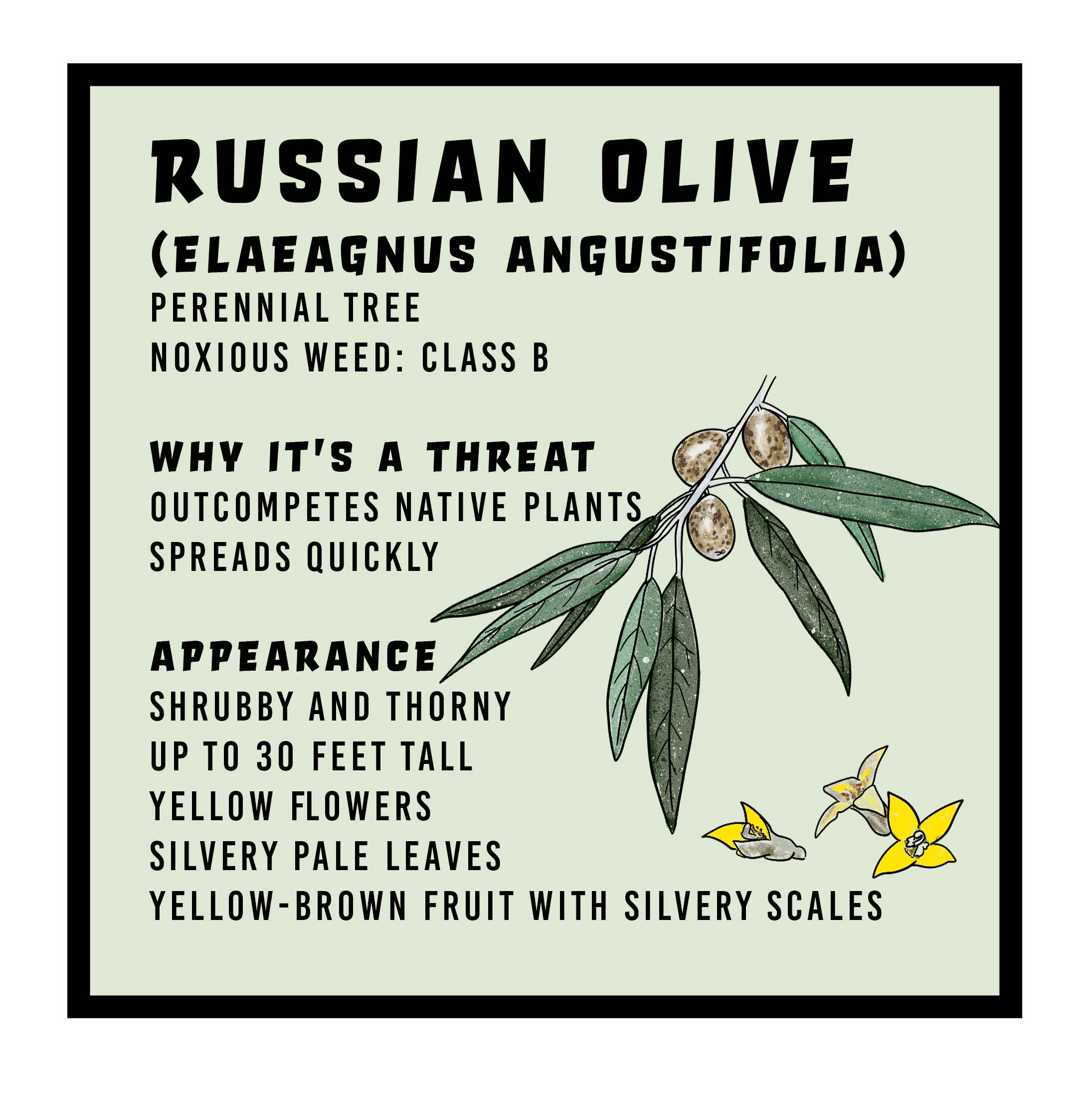 Russian olive swvma